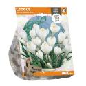 Baltus Crocus Vernus Jeanne d'Arc bloembollen per 10 stuks